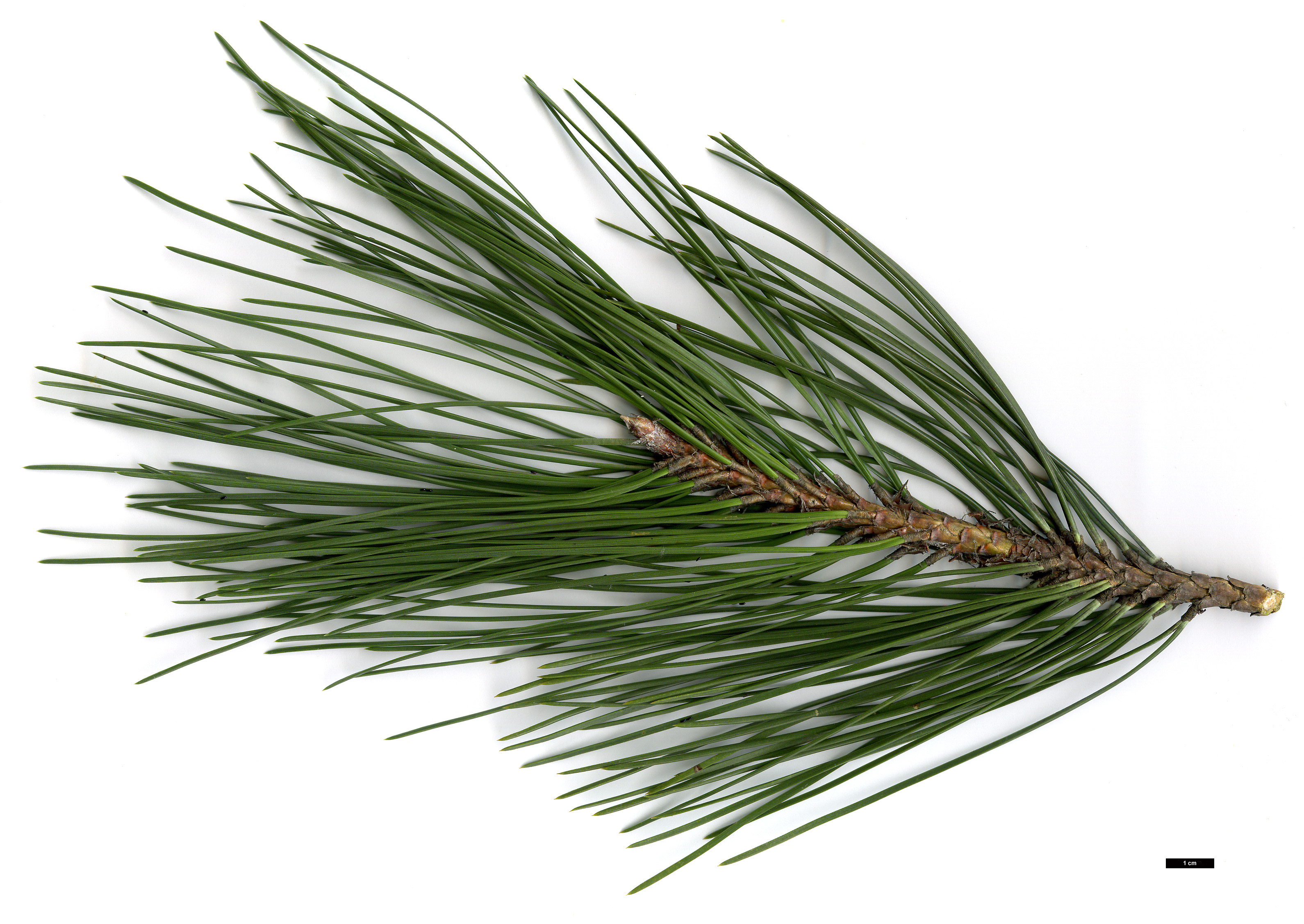 High resolution image: Family: Pinaceae - Genus: Pinus - Taxon: nigra - SpeciesSub: subsp. pallasiana var. pyramidata